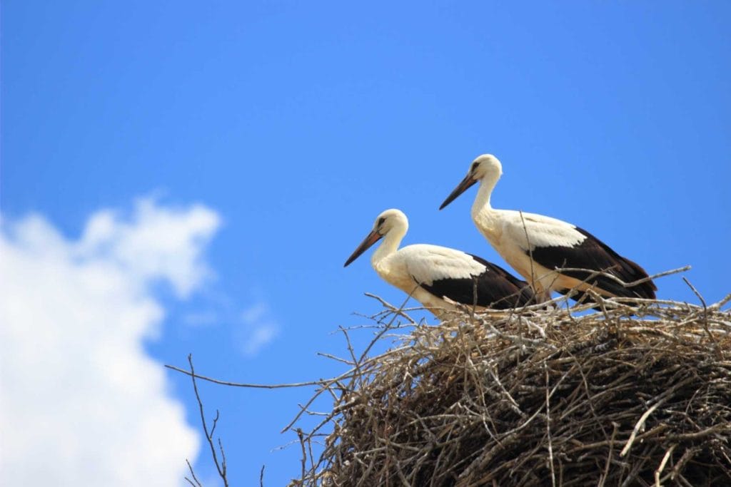Der alte Mann und der Storch - Dokumentarfilm über besondere Freundschaft
