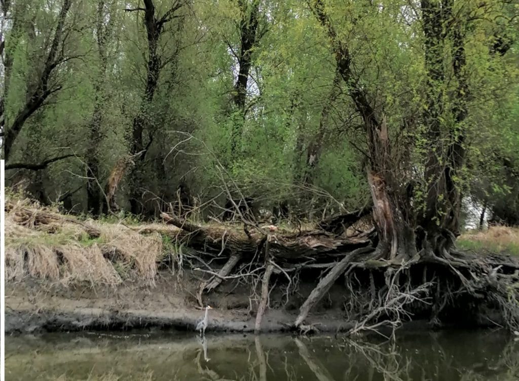 Ausflug in den Naturpark Kopački rit - kroatische Natur