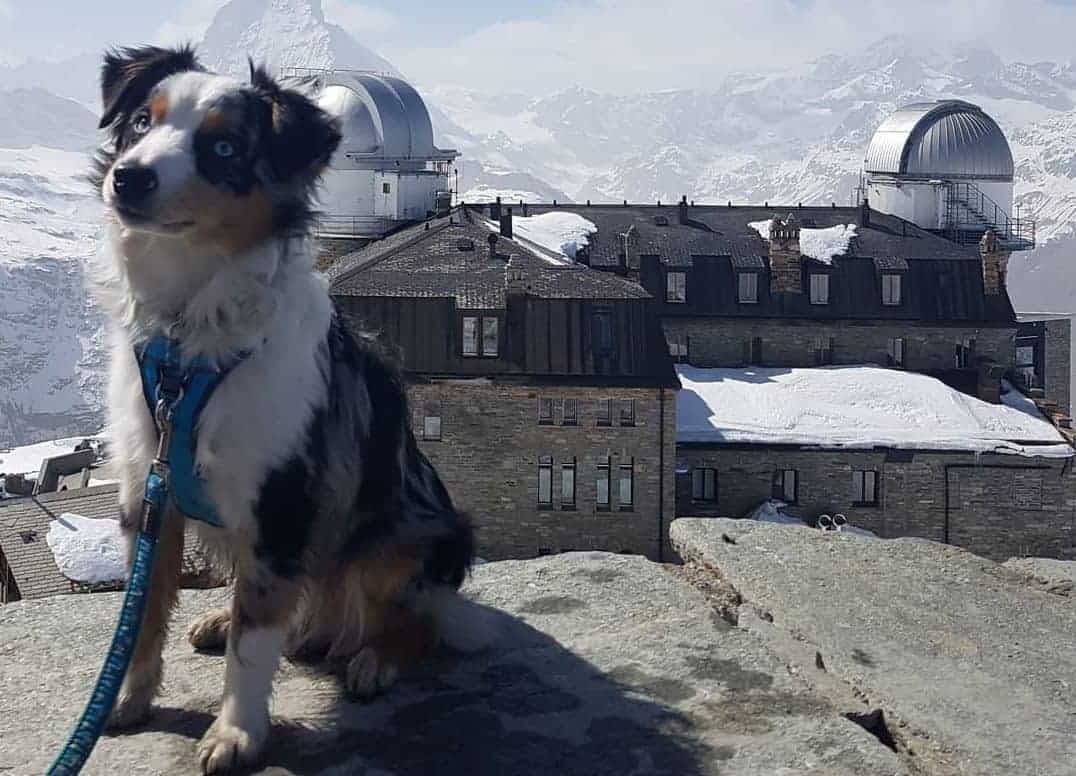 Kako dovesti kućnog ljubimca u Švicarsku - upute