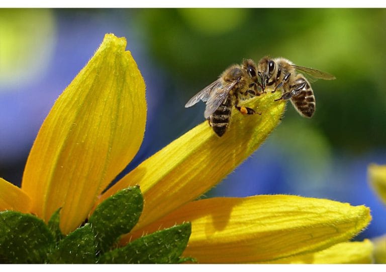 Pčelice - mala leteća bića koja zaslužuju zahvalnost