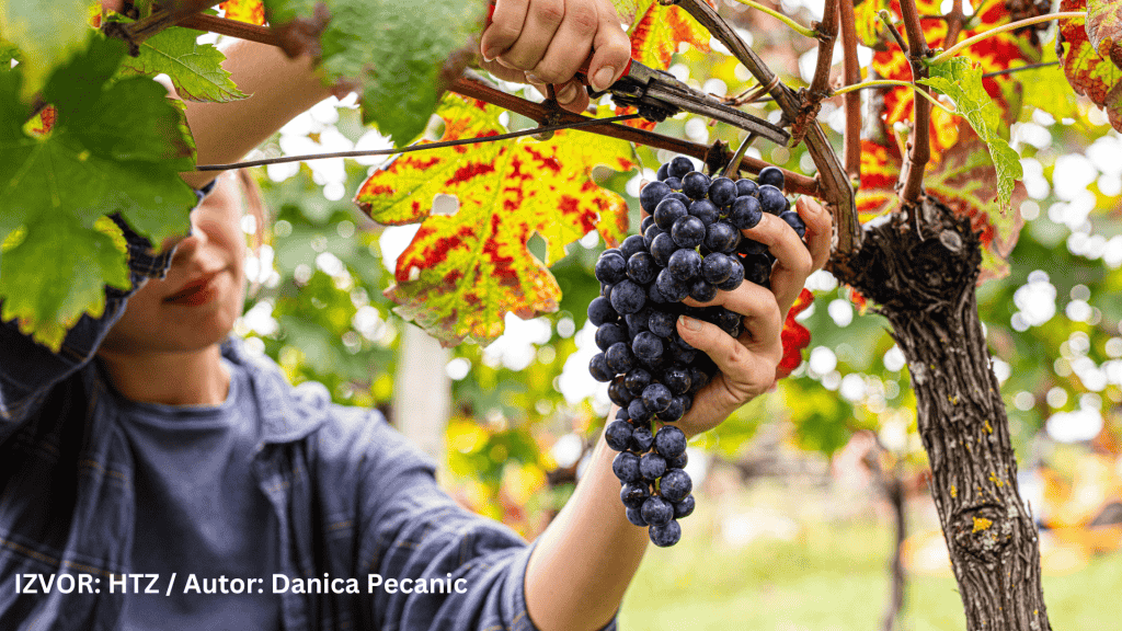 Berba grođža u Varaždinu
